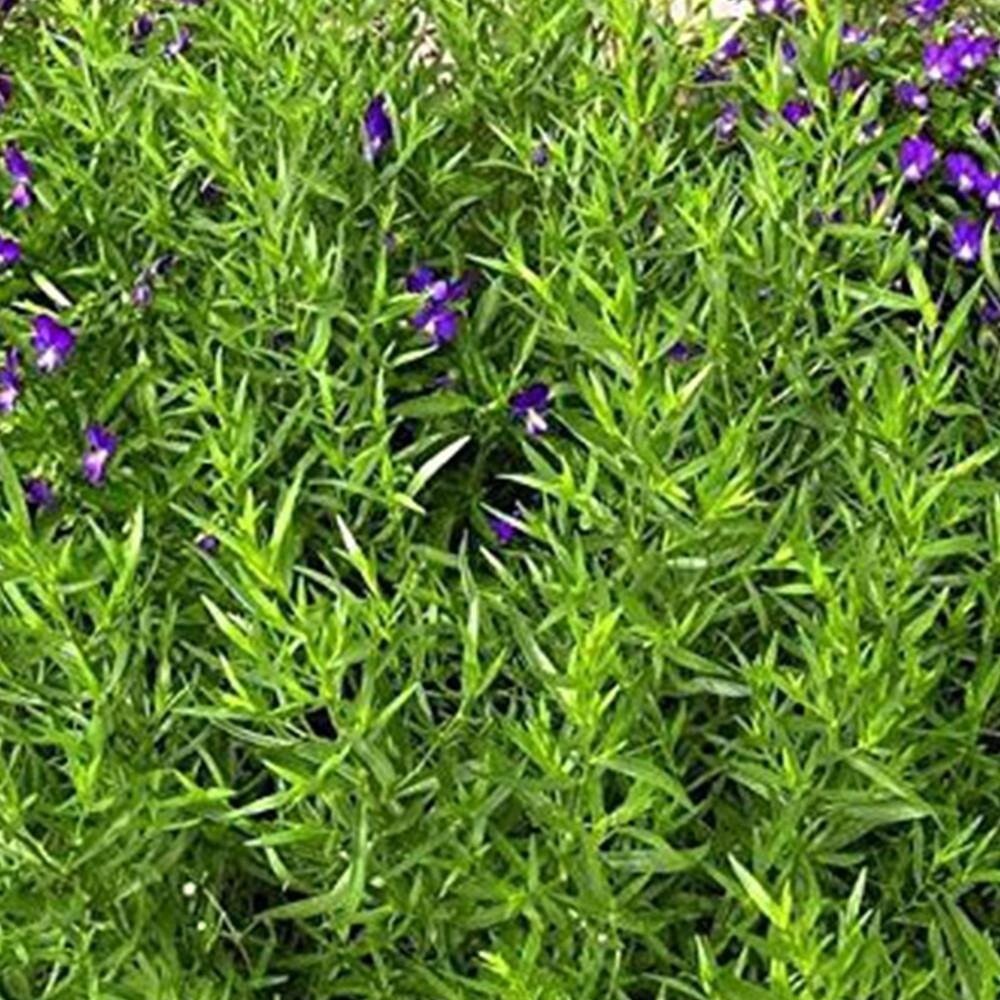 Burpee Tarragon Russian Herb Seeds Full Sun Aromatic Outdoors Seed Packet