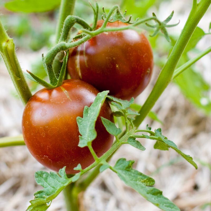 100 Black Prince Tomato Seeds- With Bonus! |Organic Non-GMO Heirloom