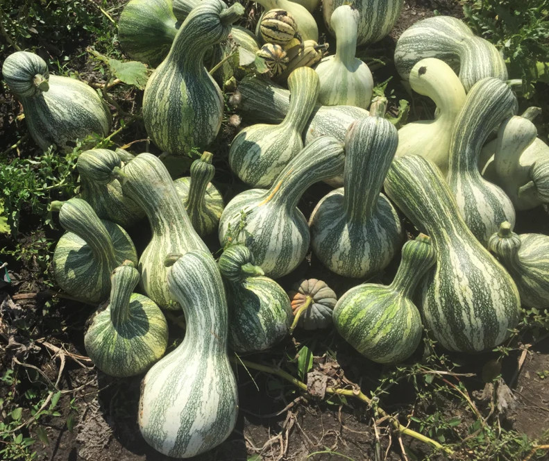 Green Striped Cushaw Squash Seeds | Silver Pumpkin Winter Vegetable Seed 2024