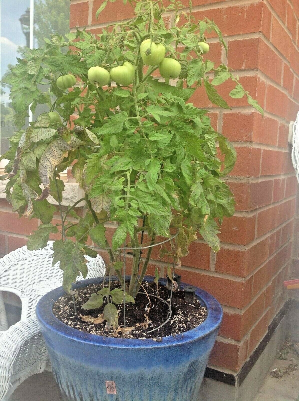 50+Bradley BUSH TOMATO Seeds Organic Compact 36″Tall Vegetable Garden Container