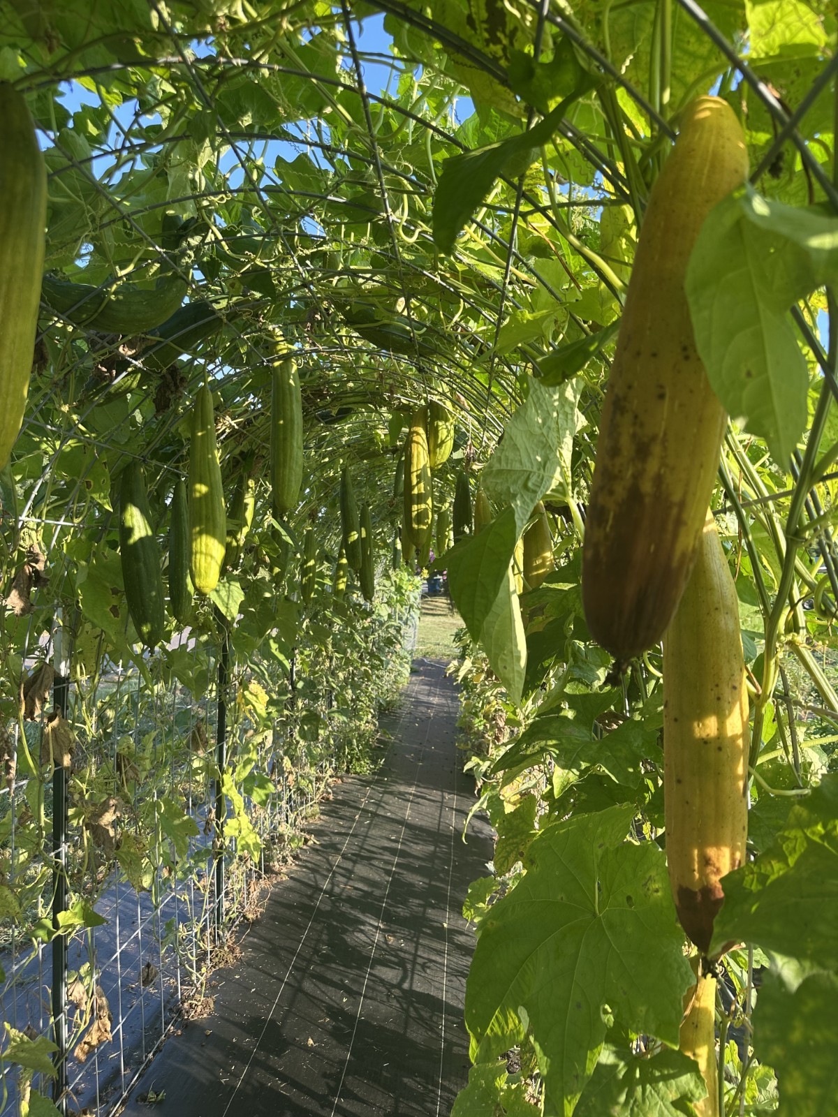 Luffa Seeds 25 Count
