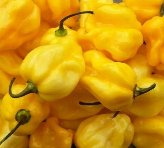 YELLOW HABANERO HOT PEPPER SEEDS 30+ “CARIBBEAN YELLOW” salsa FREE SHIPPING
