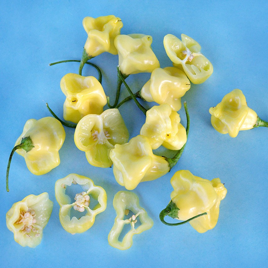 Aji Sparklng White Fantasy Pepper Seeds. 10 seeds. Free Shipping!