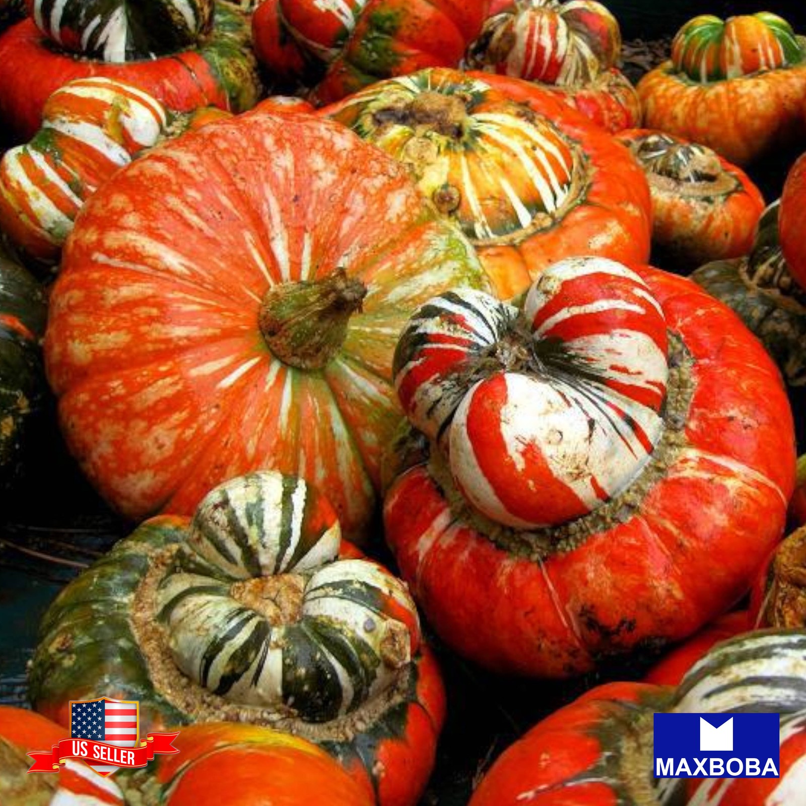 05 Gourds Turks Turban Fresh Seeds Non-GMO Heirloon Vegetable