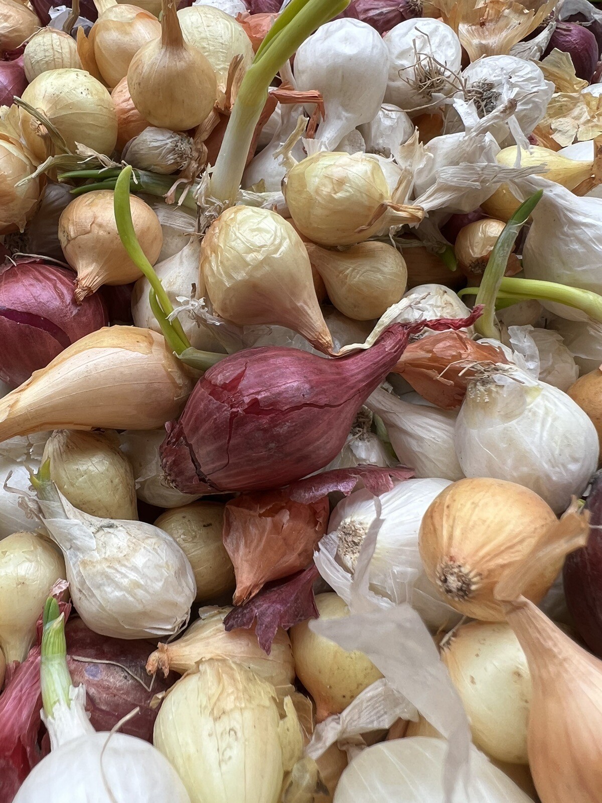 Colors Mixed Onion 35++Sets (Bulbs) | Yellow, Red, White Mix 2023 Free Shipping