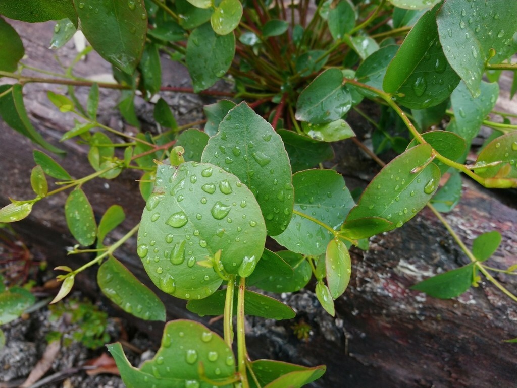 Eucalyptus brookeriana seeds – ‘Brooker’s Gum’