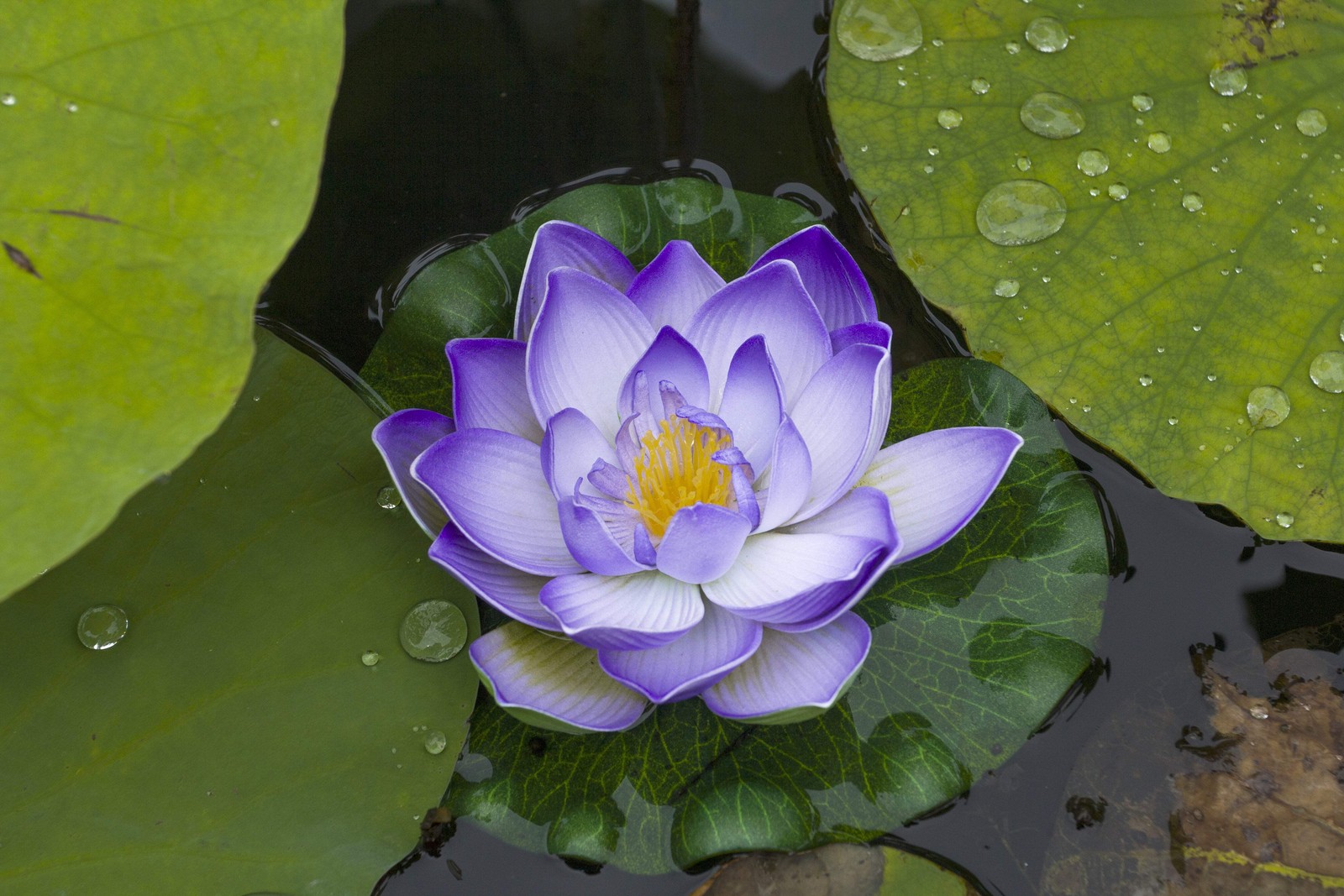 3 Organic Mixed Colors LOTUS Nelumbo Pond Water Lily Lilypad Blue Flower Seeds