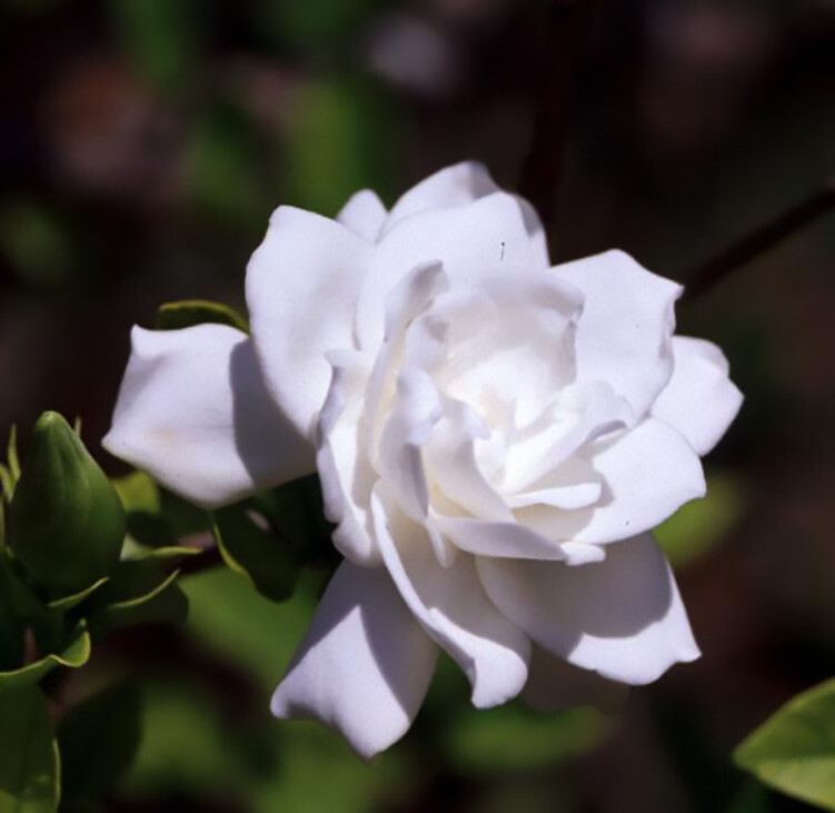 Fragrant Cape Jasmine Shrub, Gardenia jasminoides, Shrub Seeds