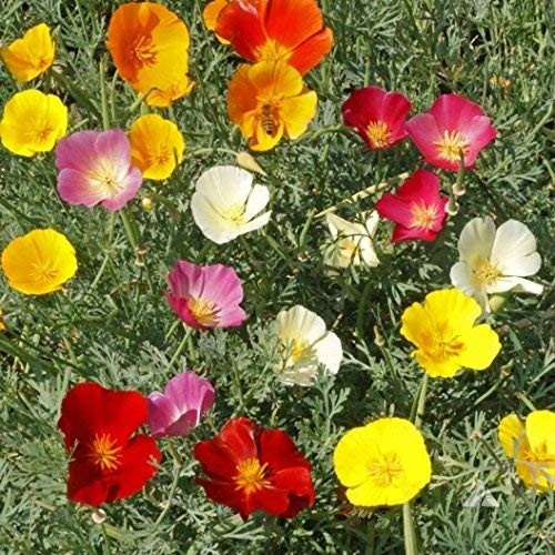~ Bulk California Poppy Seeds – Mixed Colors Eschscholzia californica 234,000…