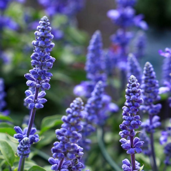 Blue Sage Seeds (Salvia farinacea) 100 seeds , FREE SHIPPING
