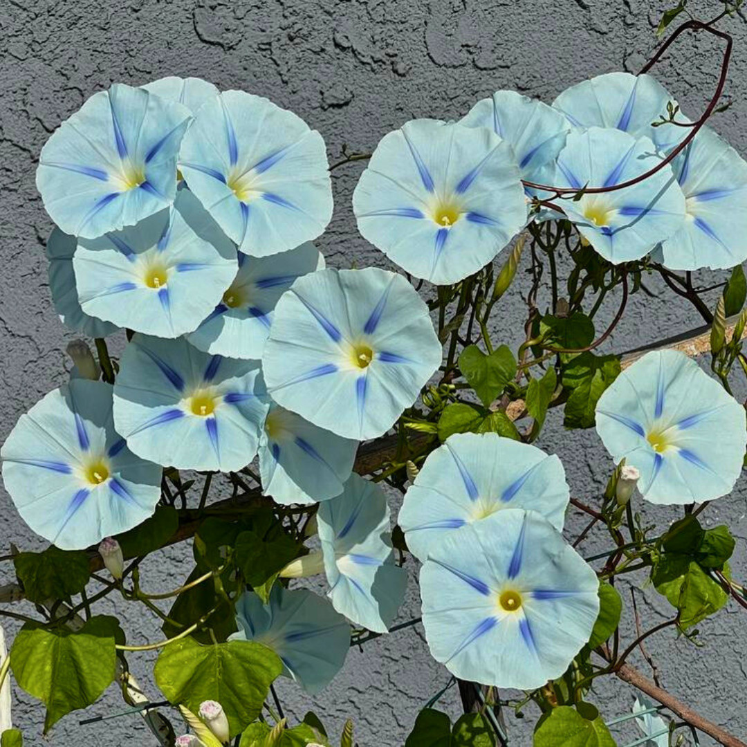Fresh Premium Morning Glory Seeds | Blue Star | Heirloom Non-GMO | Flower Seeds