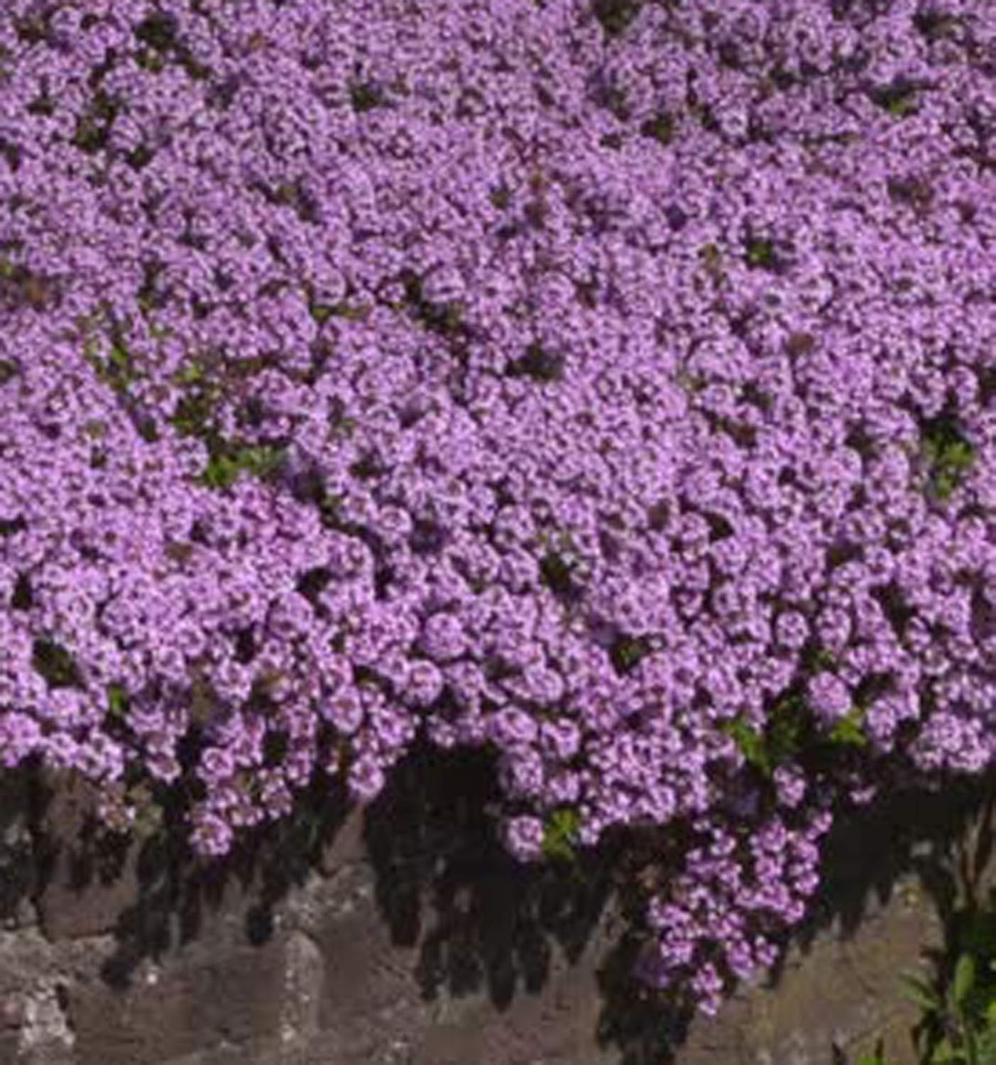 Low-Maintenance Creeping Thyme Seeds – 8000 Seeds for Colorful Ground Cover