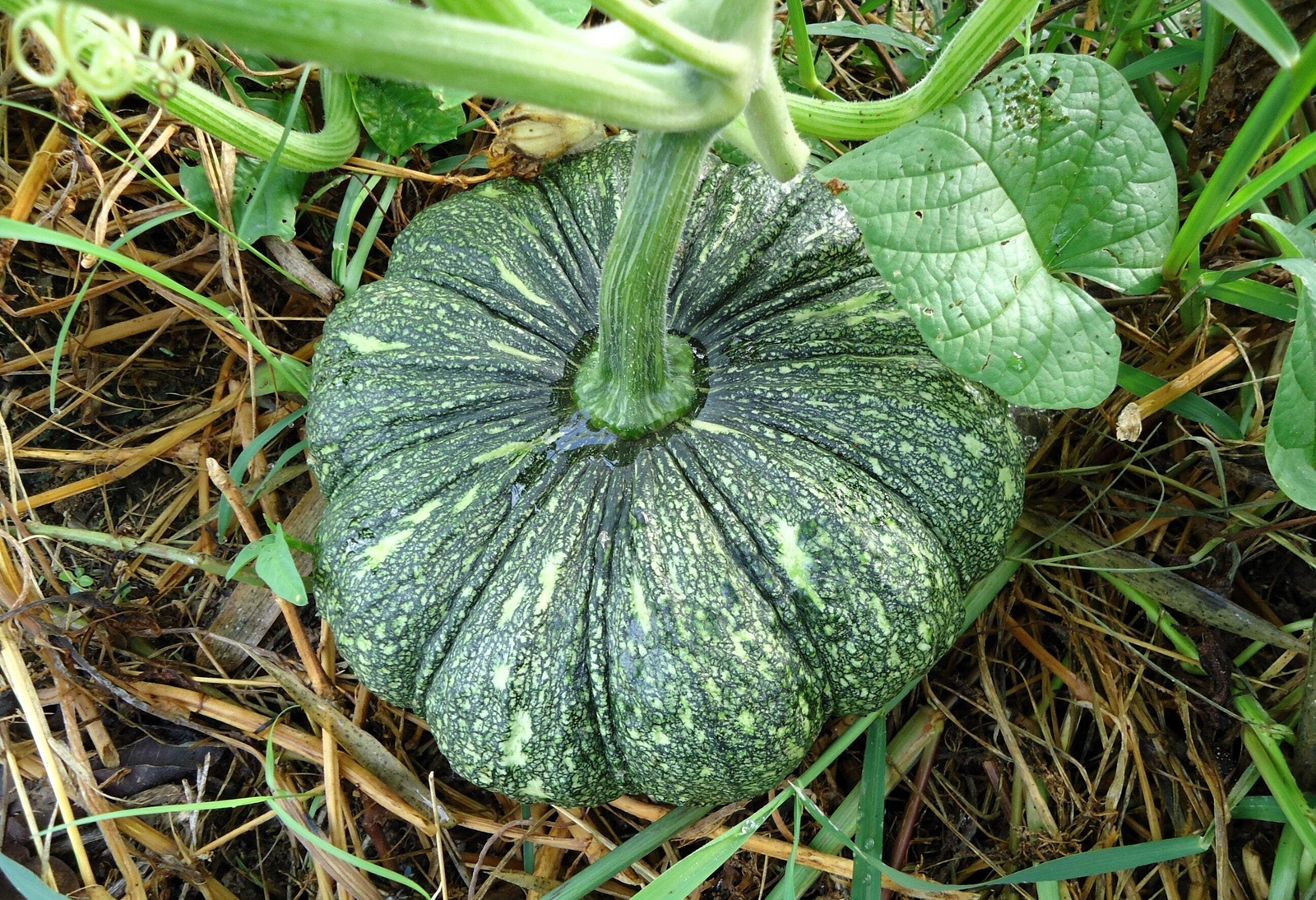 20 MINI MIX PUMPKIN Miniature Cucurbita Pepo White Green Orange Stripe Veg Seeds