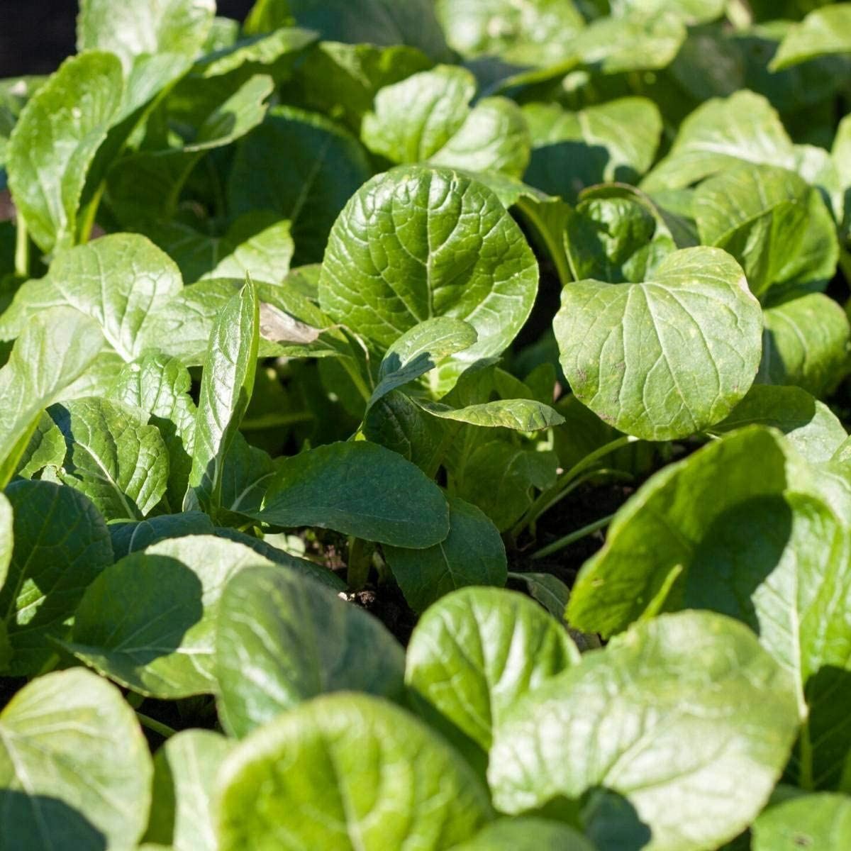 Mustard Green Seeds , Tendergreen Mustard Seeds, “COOL BEANS N SPROUTS” Brand
