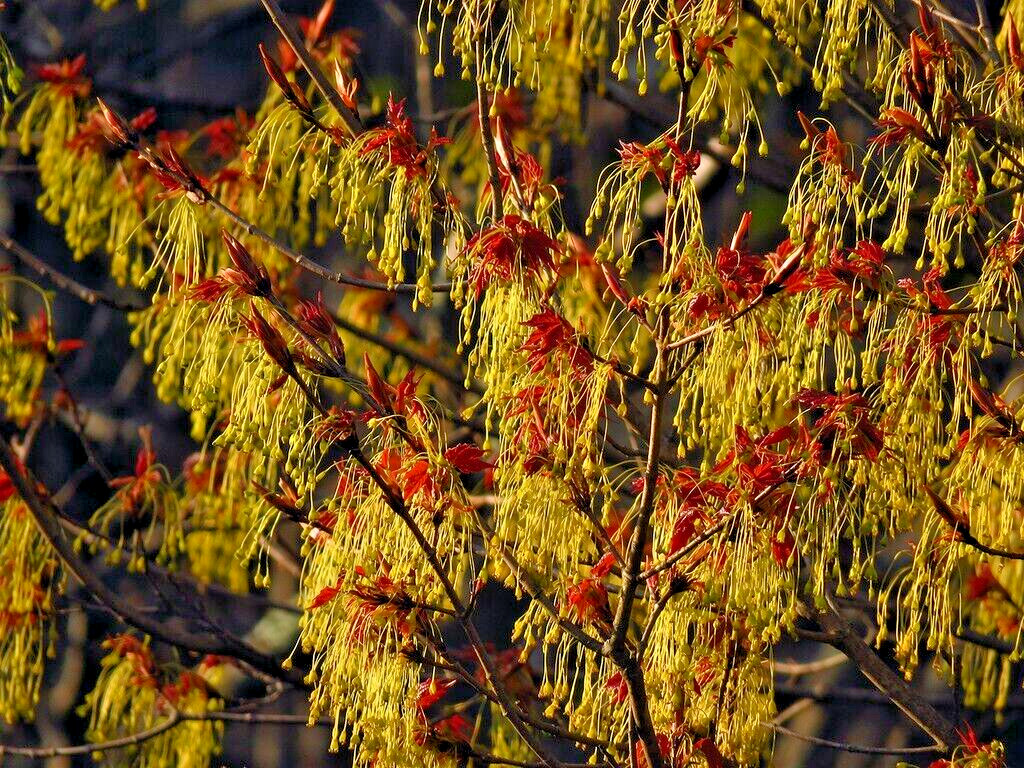 Northern Sugar Maple Tree | Premium Seeds | Acer saccharum ‘Summer’ | Plants’®