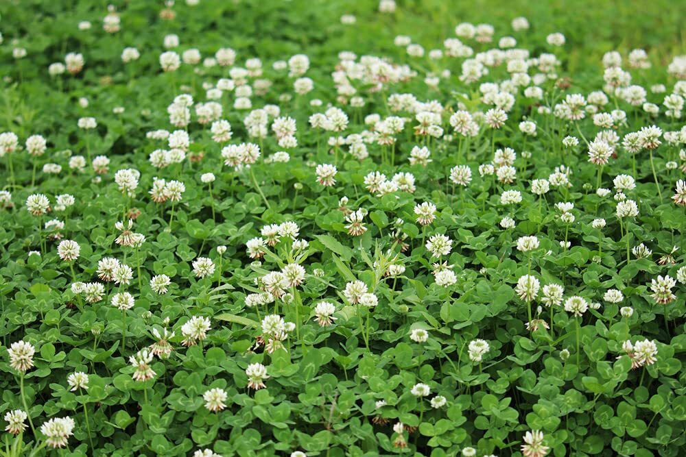 Dutch White Clover Seed – 1 Lb of Seed – Great from Food Plot, Cover Crop, Pastu