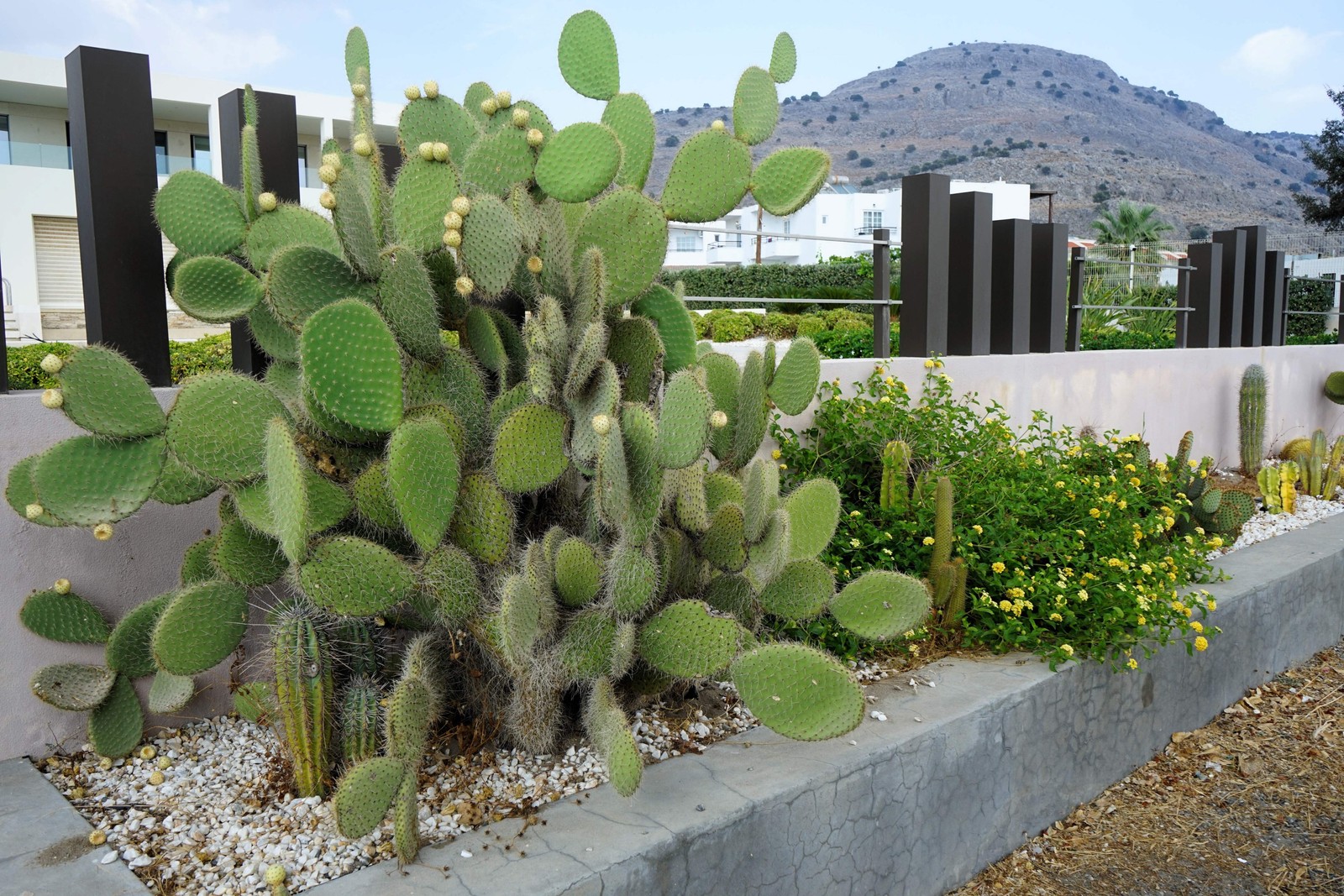 10 Yellow PRICKLY PEAR CACTUS Opuntia Ficus-Indica Flower Seeds