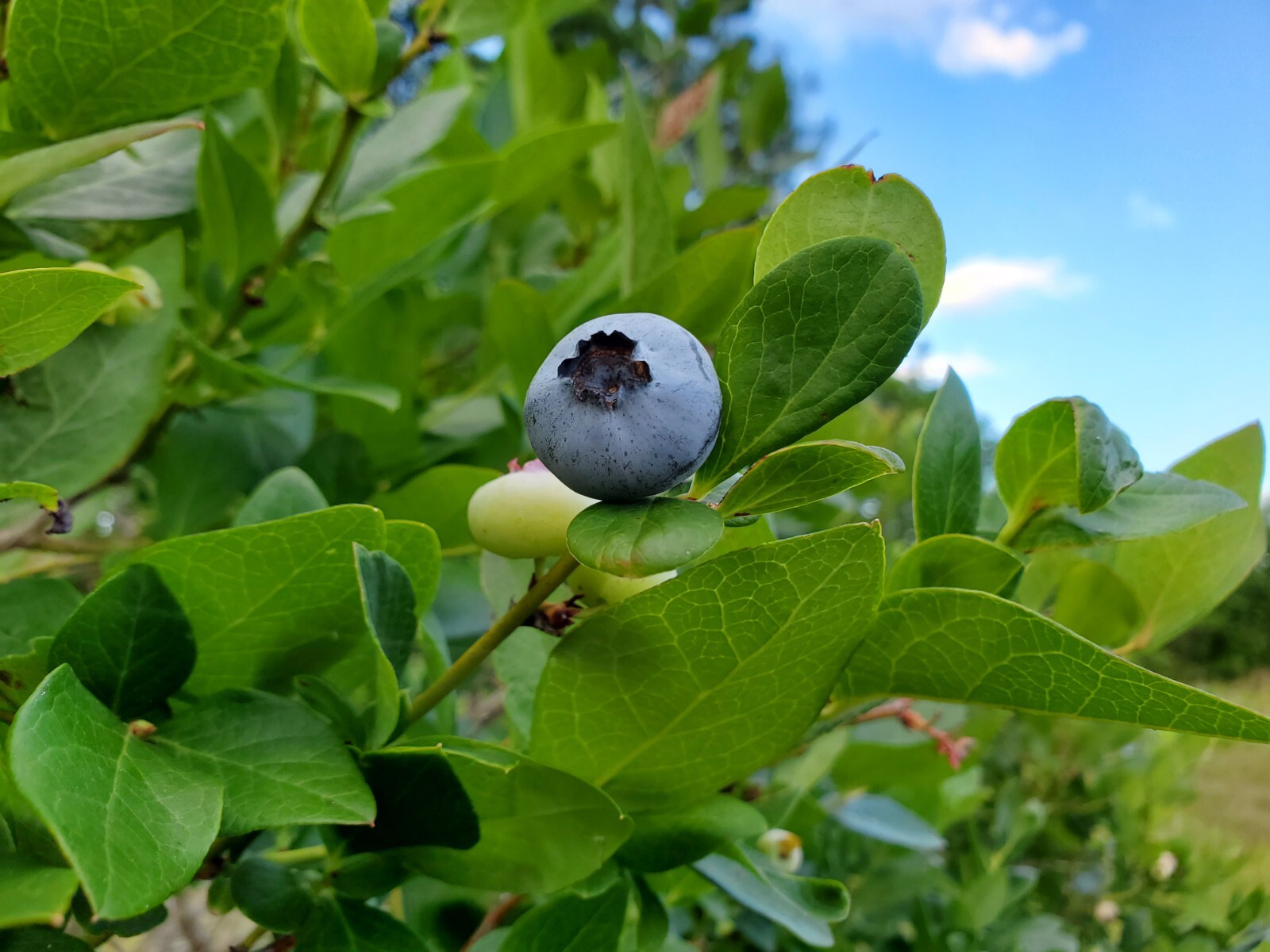 75 FLORIDA SOUTHERN HIGHBUSH blueberry seeds vaccinium corymbosum