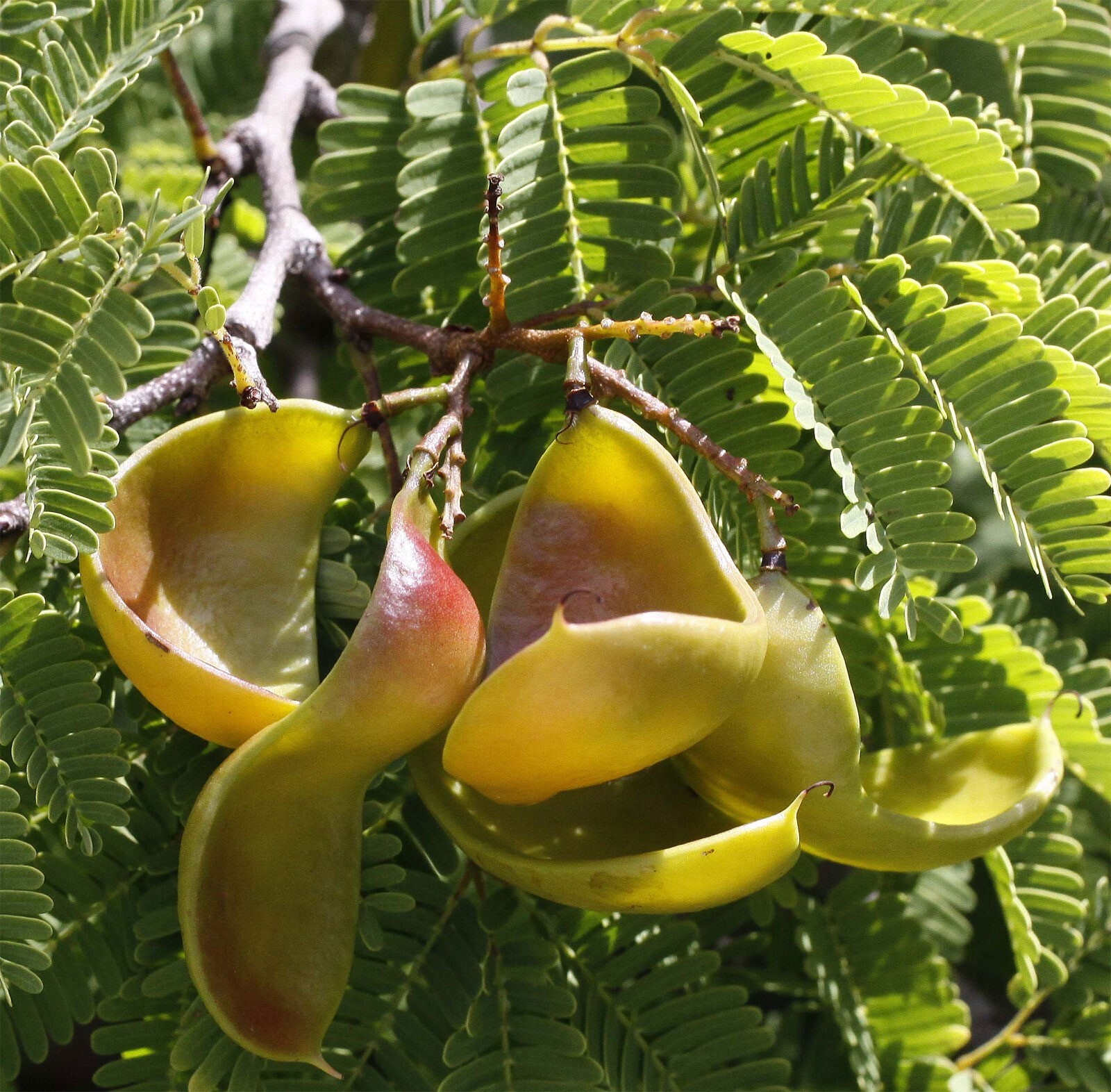 Caesalpinia coriaria | American Sumac | Divi-divi | Cascalote |10_Seeds