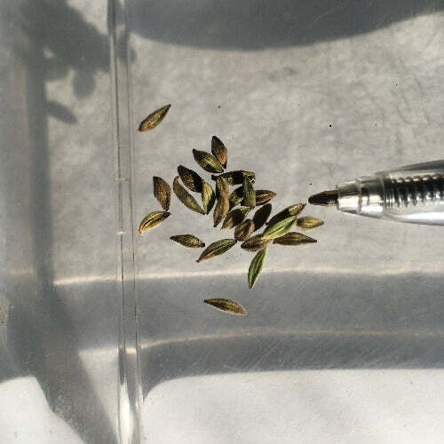 Oenothera gaura | Biennial Gaura | Beeblossom | 10 Seeds
