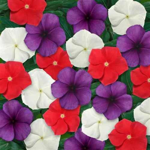 50 Seeds Vinca Periwinkle Seed Mix For Planting – American Pie Ground Cover