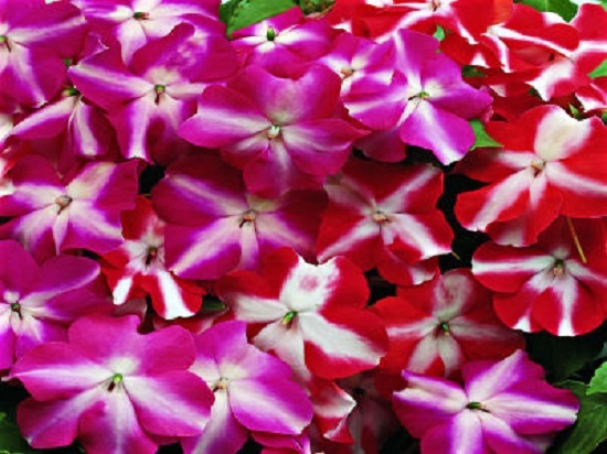 50 Impatiens Seeds Accent Star Mix Impatiens Seeds