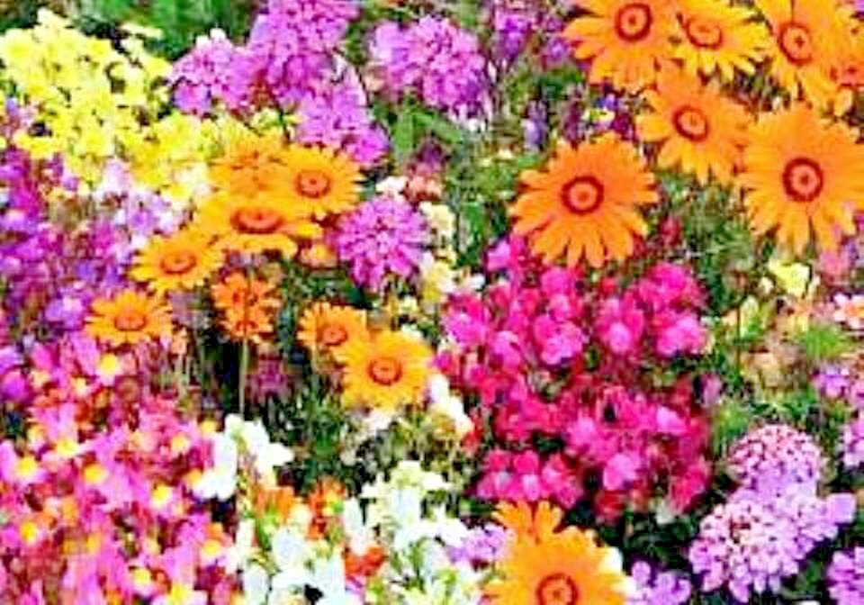 2001+Tall NATIVE WILDFLOWER MIX Seeds 19 Flowering Annuals Cut Flowers Fast Easy