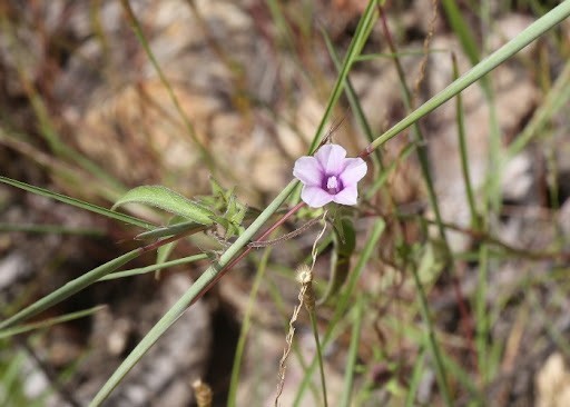 Ipomoea eriocarpa | Tiny Pink Morning Glory | 10_Seeds