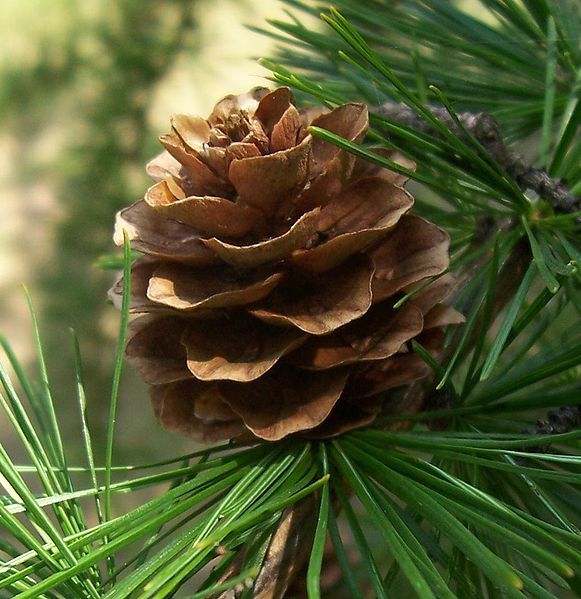 Japanese Larch, (Larix kaempferi) Larix leptolepis, Tree Seeds, (Fall Color)