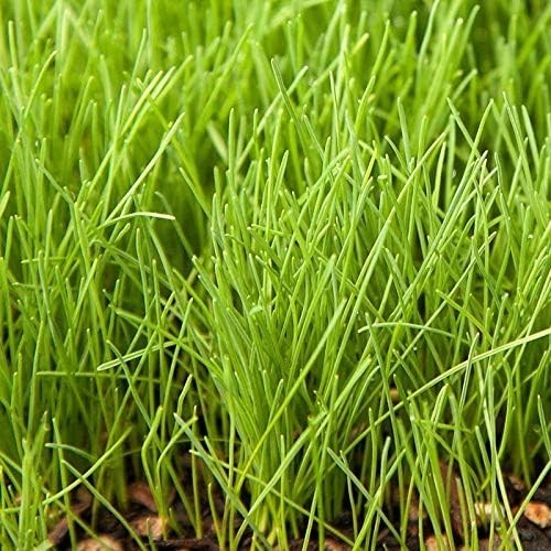 1lb Creeping Red Fescue Grass Seed – Superior Disease Resistance & Fast Growth