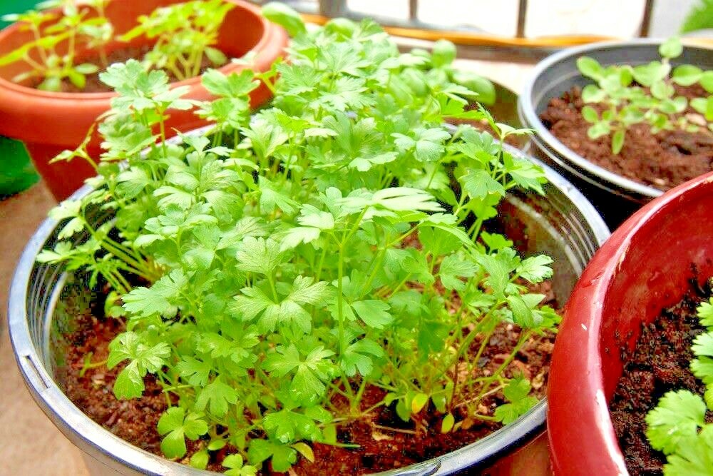 301+ITALIAN Flat Leaf PARSLEY Seeds Organic Herb Garden Containers Culinary Easy