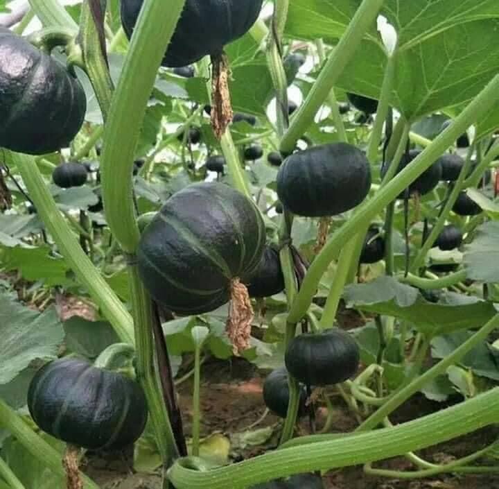 10+ Seeds Bí Đỏ Nhật F1 SHICHI Super High + 20 Seed Kabocha Japanese Pumpkin USA