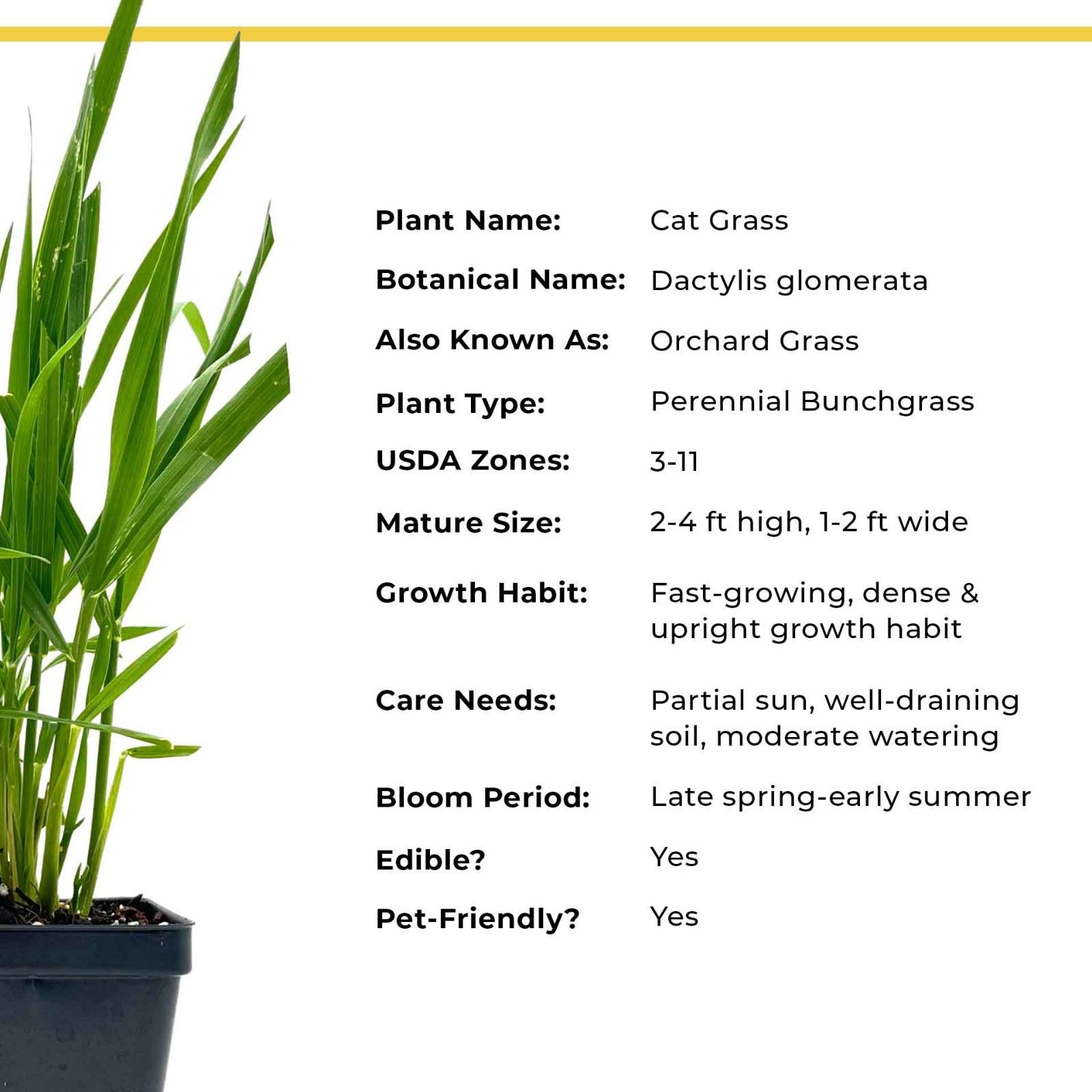 Cat Grass (Dactylis glomerata) Nutritious & Pet-Friendly Plant for Cats & Dogs