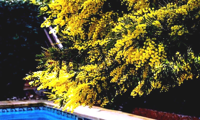 10 GOLDEN MIMOSA Tree Seeds Acacia baileyana Yellow Wattle Flower Fast Growing