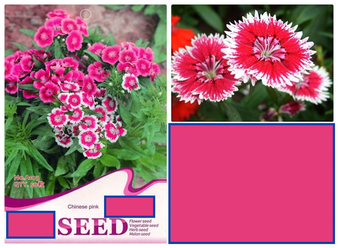 25pc CARNATION SEEDS Garden Plant Flower rare exotic USA seller FREE shipping