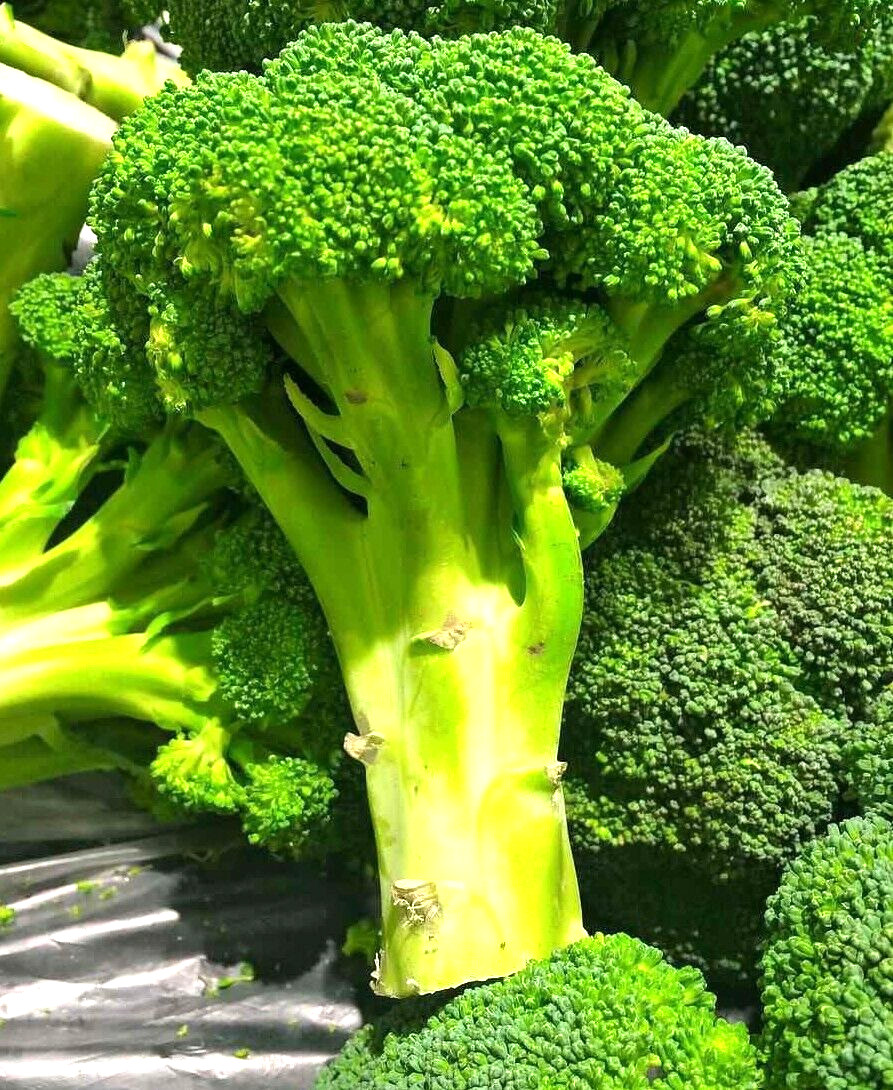 1200+ BROCCOLI WALTHAM SEEDS HEIRLOOM VEGETABLE GARDEN NON-GMO MICROGREENS USA