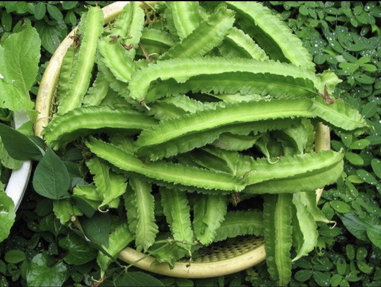 15 Packet Asian / Filipino SEEDS Bundle | Planting Instruction Included