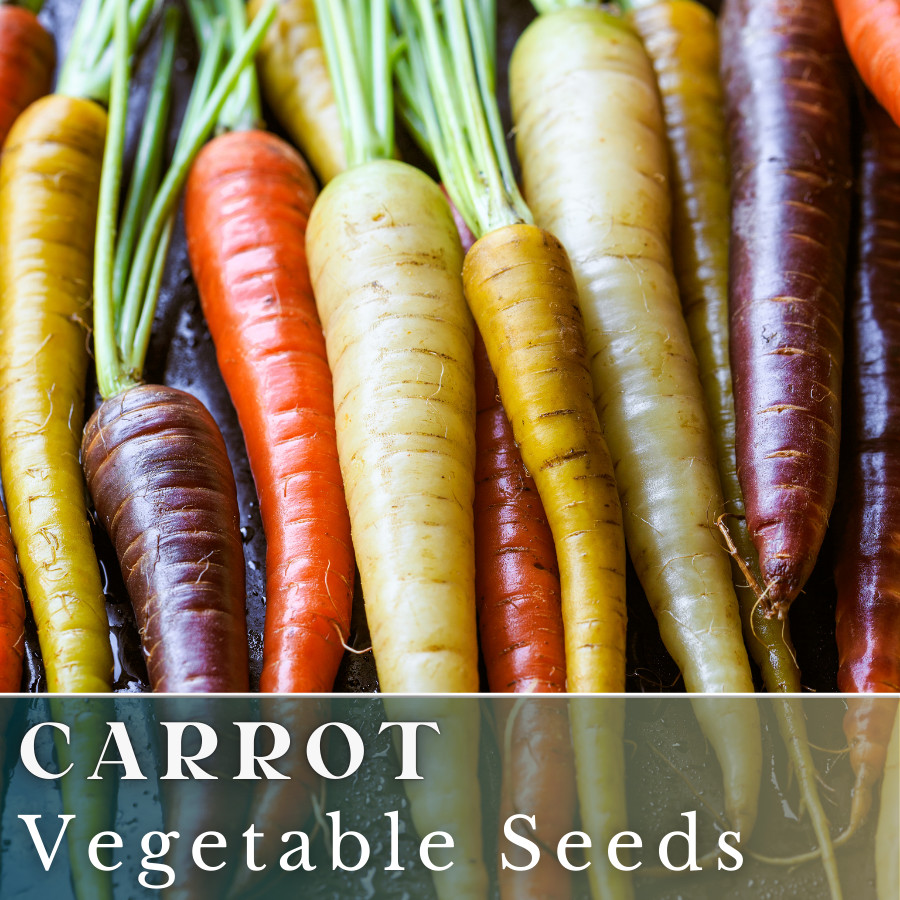 Carrot Vegetable Seeds 400+ Seeds Garden Seeds, Non GMO, Multiple Varieties