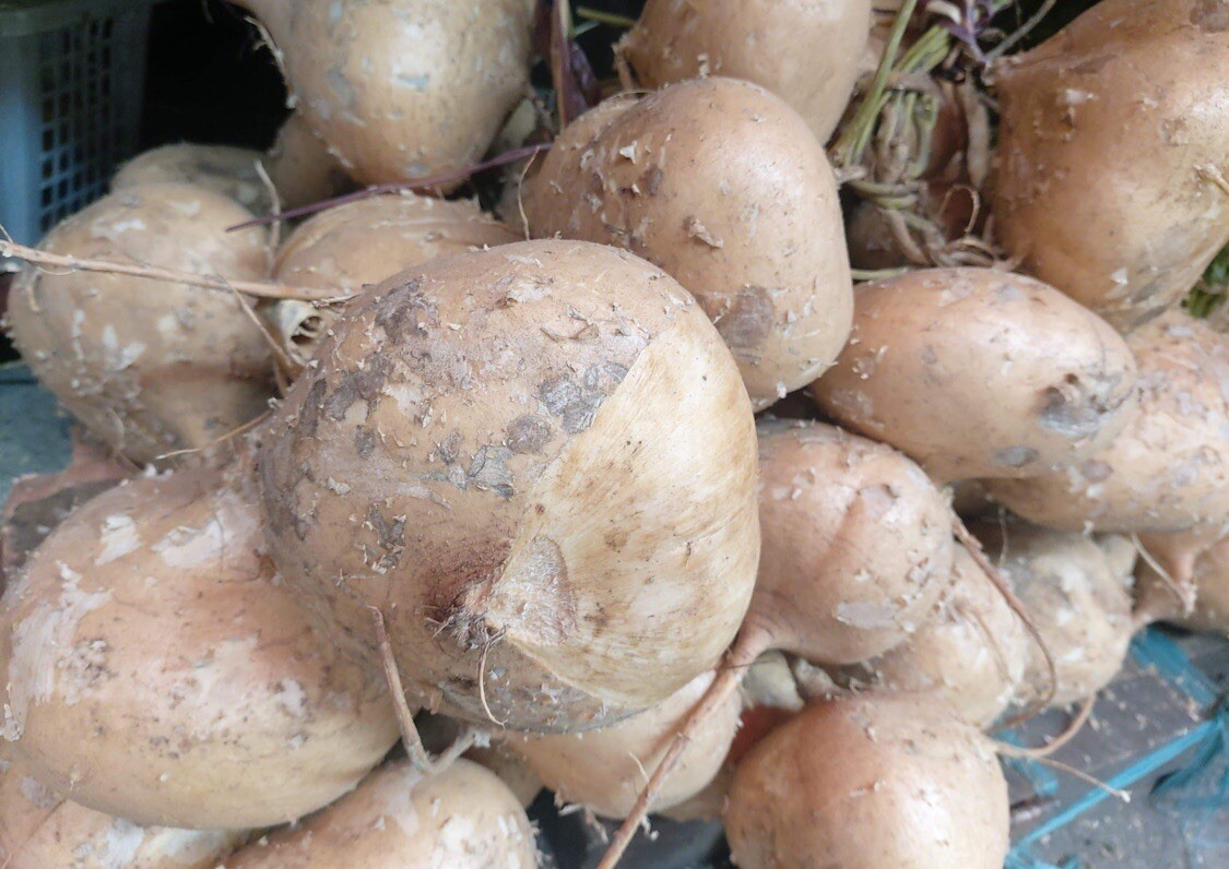 300+ SEEDS-Singkamas /Mexican Yam Bean Root, Cu Dau, Man Kaew for planting.