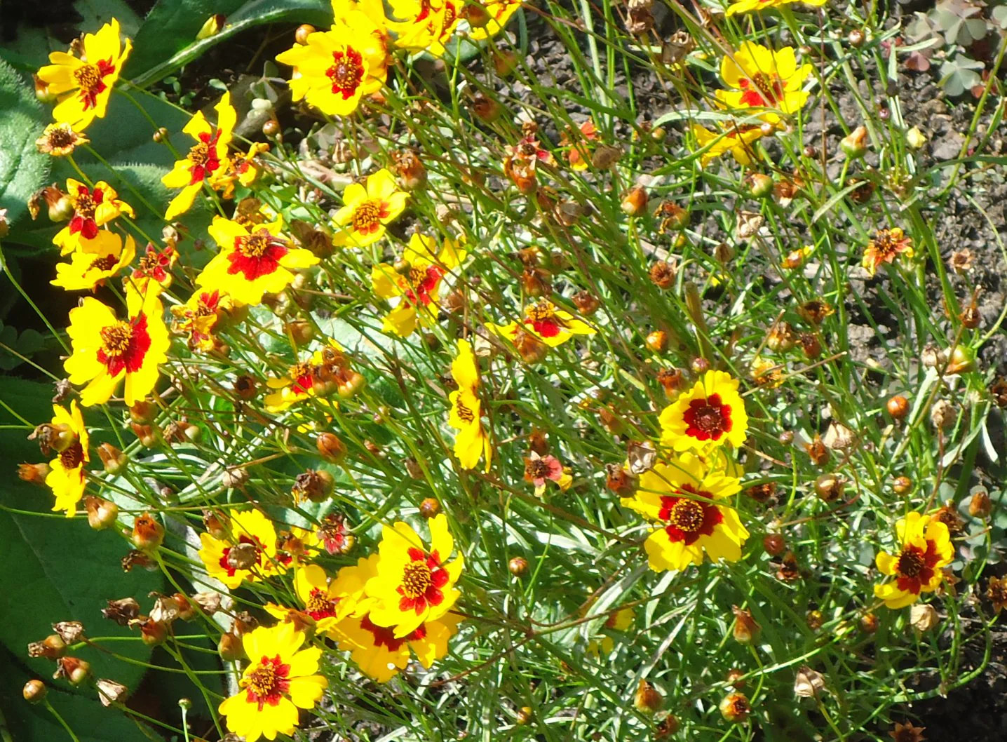 Plains Coreopsis Seeds | Mississippi Tickseed Calliopsis Wildflower Seed 2025