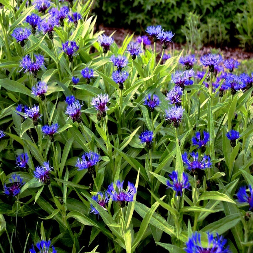 20 MOUNTAIN BLUE CORNFLOWER SEEDS PERENNIAL Centaurea montana Cold Hardy Plant