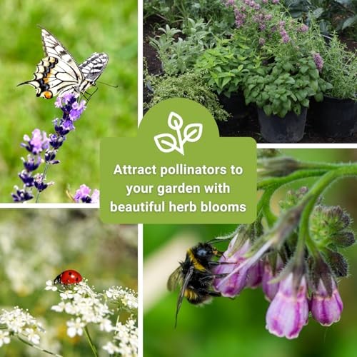 – Large Medicinal Herb Seed Collection for Planting – Chamomile, Echinacea,
