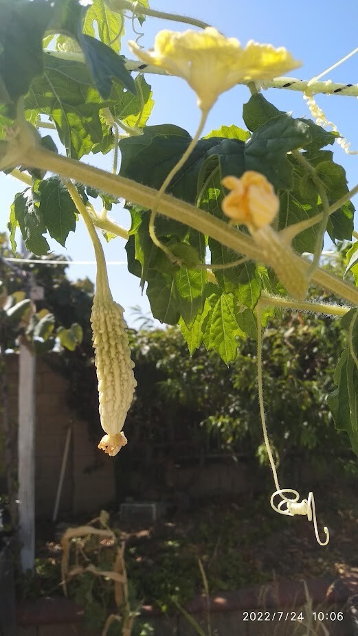 日本白玉苦瓜子 Japanese Jade Bitter melon seeds (6 pcs).