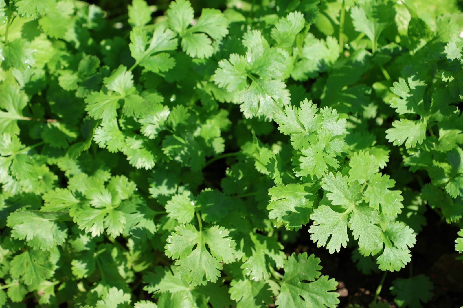 100 FIESTA GREEN CILANTRO / CORIANDER Coriandrum Sativum Herb Vegetable Seeds