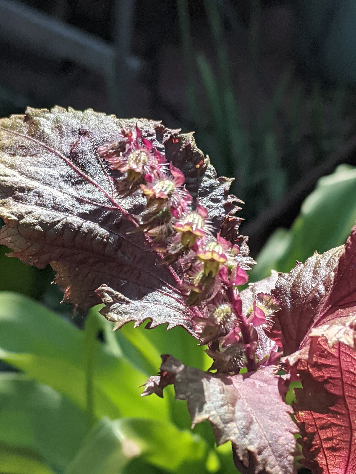 Purple Basil Perilla (100+ Seeds) Shiso Red Mint – 2023 Harvest Grown In The USA