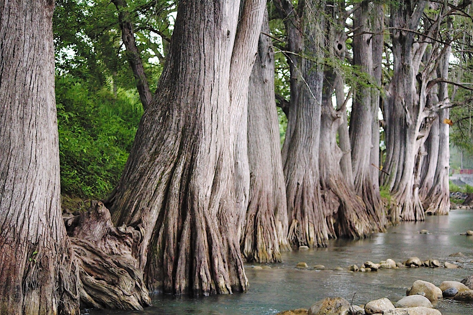 Montezuma Bald Marsh Cypress Tree Seeds (Taxodium mucronatum) Fast, Bonsai, Rare