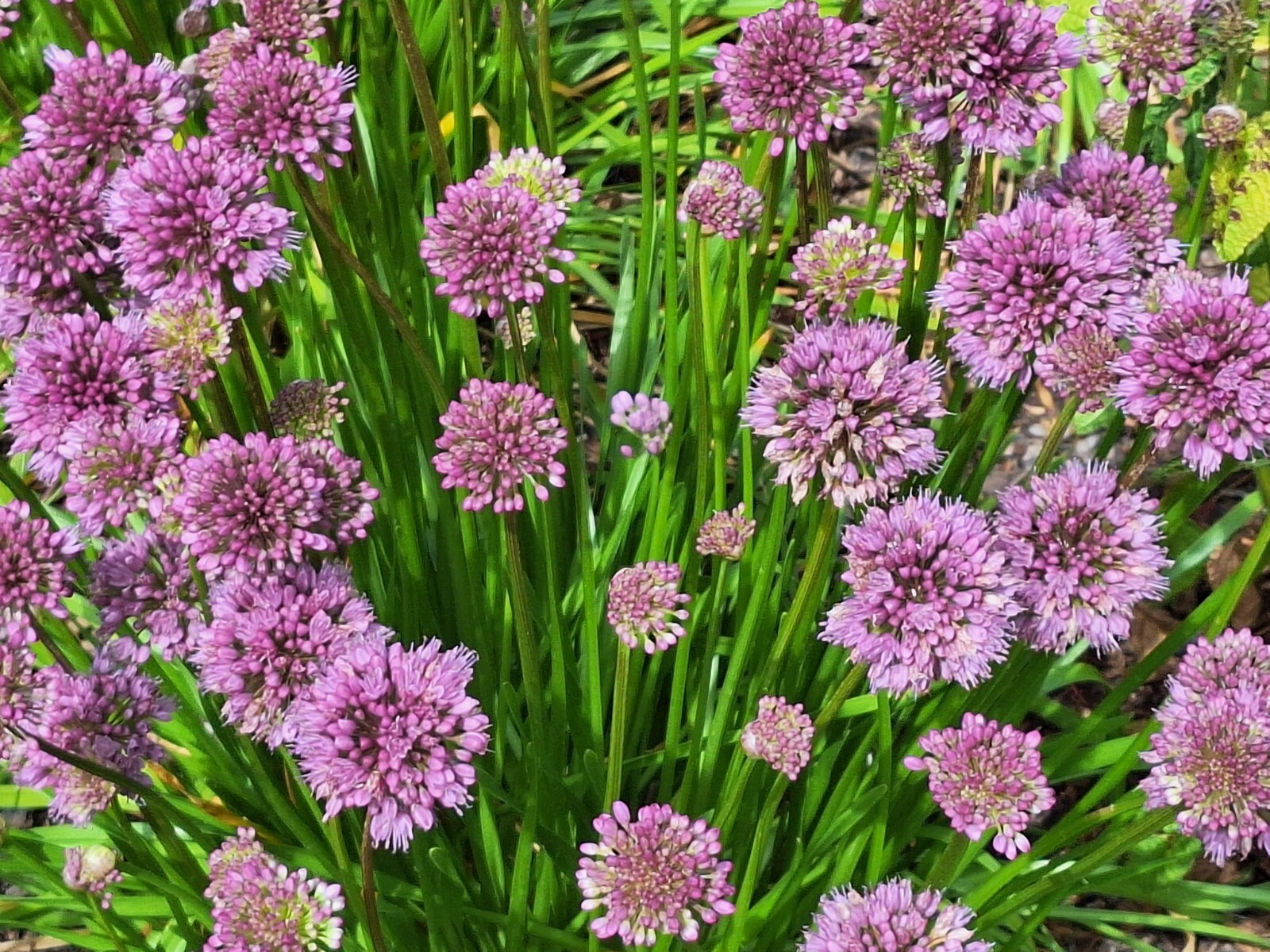 ALLIUM MILLENIUM LAVENDER FLOWERS 200 SEEDS, ORNAMENTAL ONION, HARDY