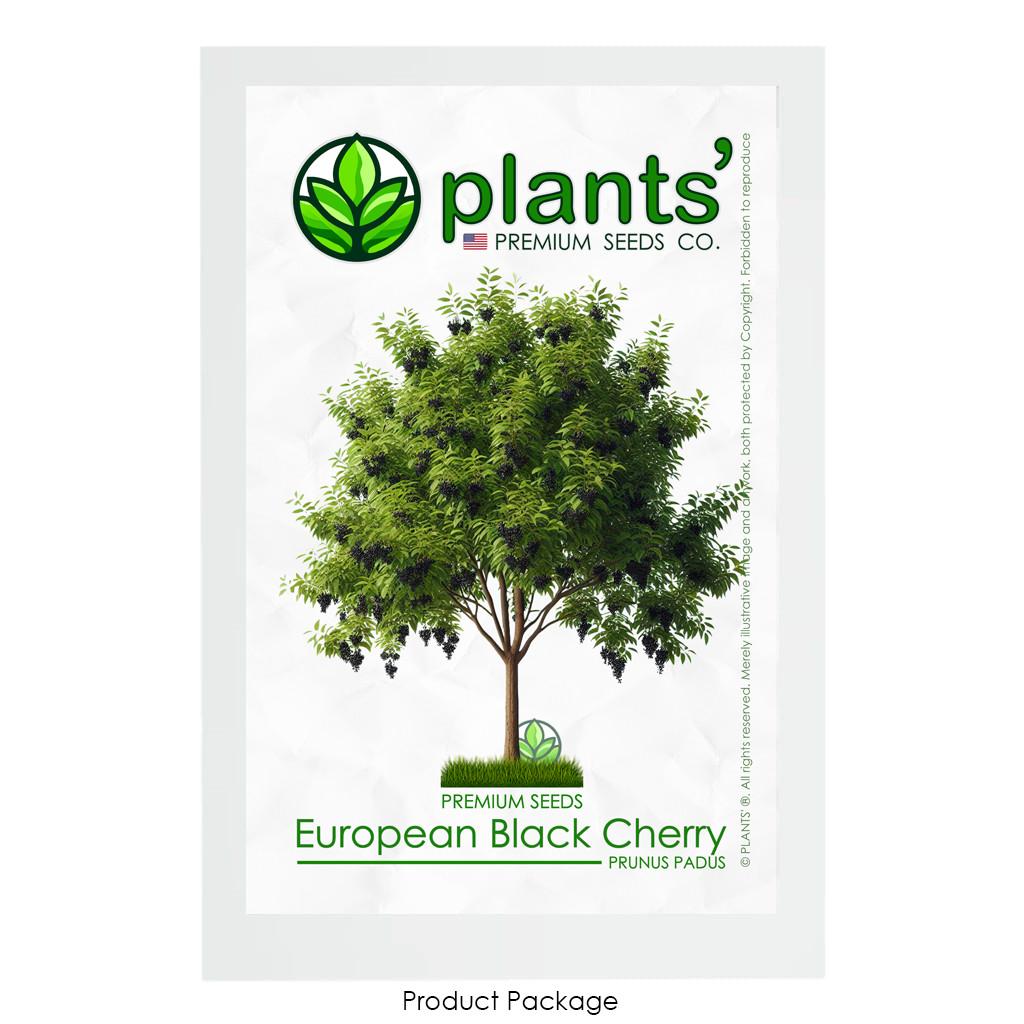 European Black Cherry Tree | Premium Seeds | Prunus padus ‘Summer’ | Plants’®