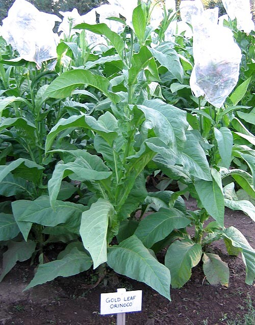 1000 Gold Leaf Orinoco Seeds ~ Heirloom Nicotiana Tabacum ~ Early High Yield!