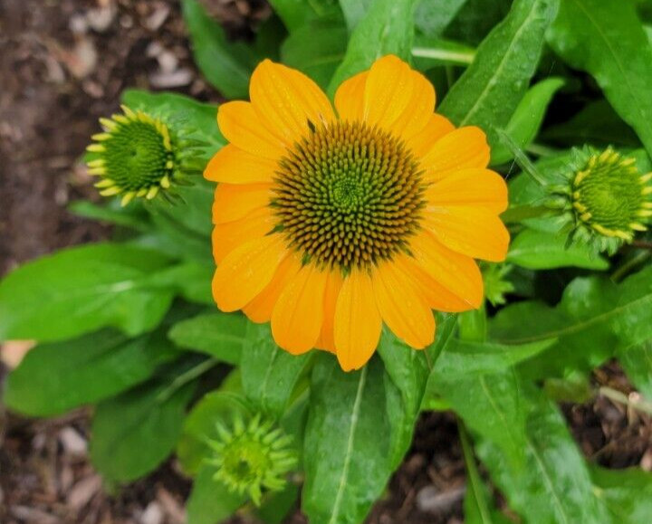 100 SEEDS CHEYENNE SPIRIT CONEFLOWER Echinacea in Orange Red Yellow Purple Pink